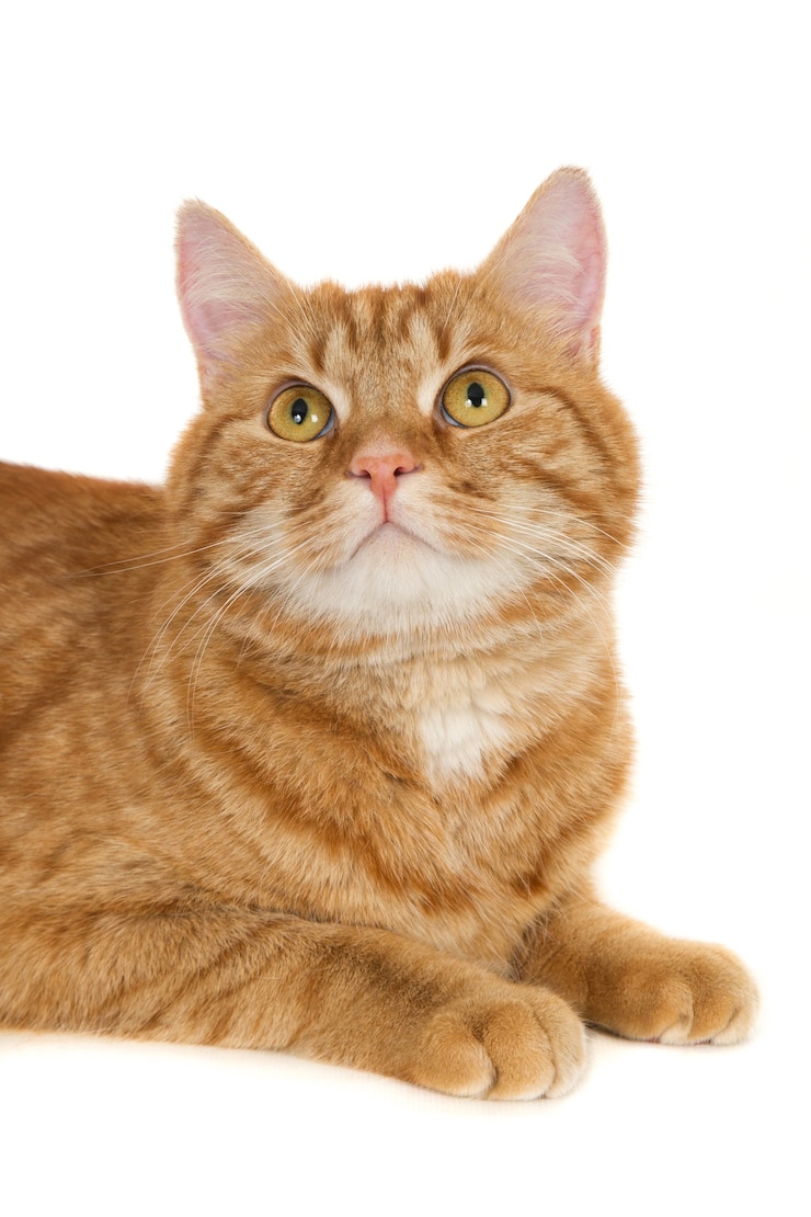 見上げる生姜猫。白い背景に対して。