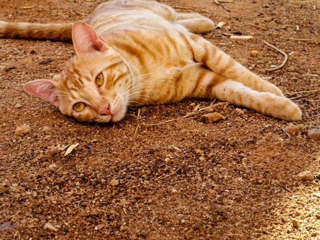 Photo ginger cat lying down