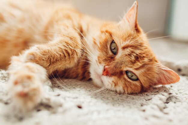 Ginger cat lying on floor rug at home. Pet relaxing and feeling comfortable