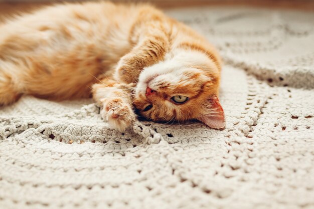 Ginger cat lying on floor rug upside down. Pet relaxing and feeling comfortable at home