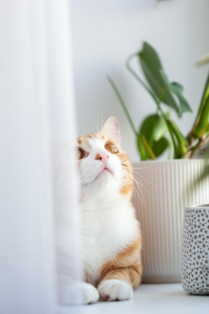 Photo ginger cat lying in the morning on windowsill at home enjoying sun relaxing indoor plants on the windowsill and red kitten
