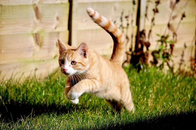 写真 草の上に横たわっているジンジャー猫