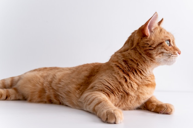 Ginger cat lying on white table and looking away thoughtfully