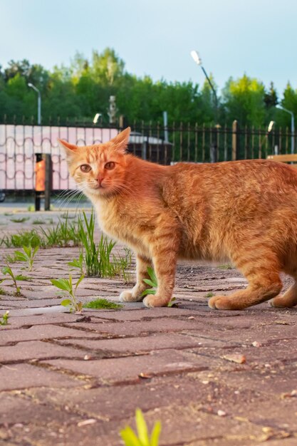 Фото Рыжий кот на тротуаре при закате солнца
