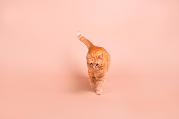 A ginger cat on a pink background