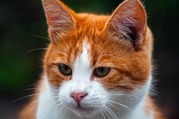 Ginger cat playing in the garden cat on dry grass pet outdoor photo