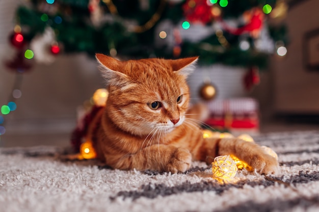 Ginger cat playing with garland under Christmas tree. Christmas and New year concept