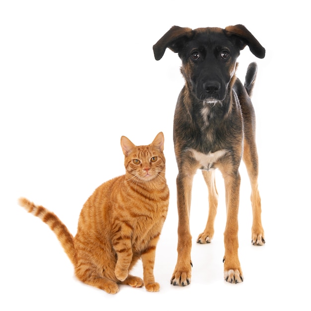 Ginger cat posing with crossbreed puppy dog. On white.