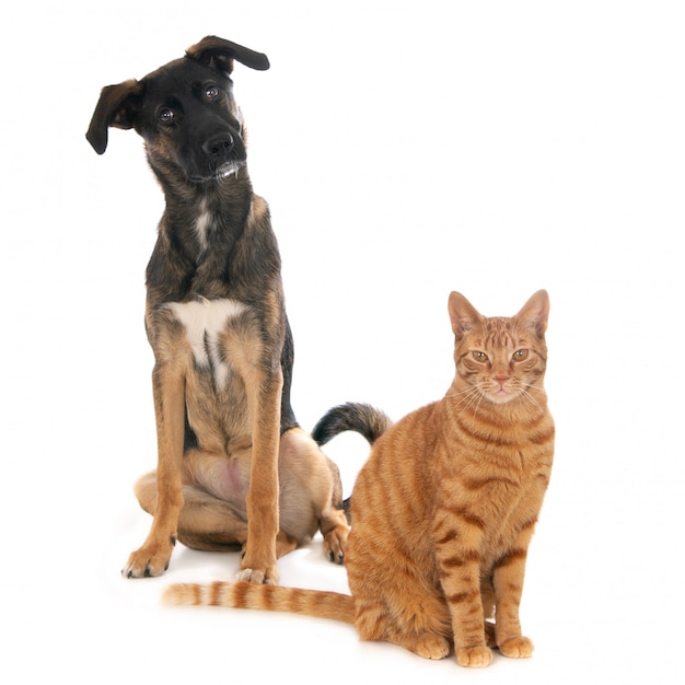 Ginger cat and puppy dog together against a white background