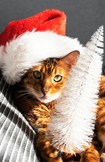 ginger cat in Santa Claus red hat bengal Christmas cat portrait