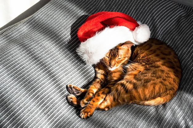 Ginger cat in santa claus red hat cat wearing christmas\
cap