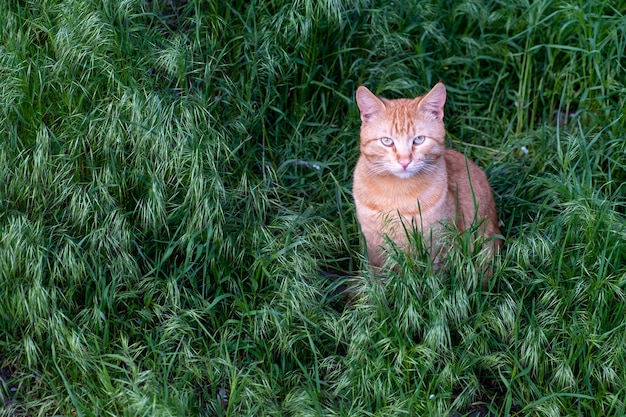 생강 고양이는 녹색 들판에 앉아 있고, 성인 생강 고양이는 카메라를 바라보고, 선택적 초점