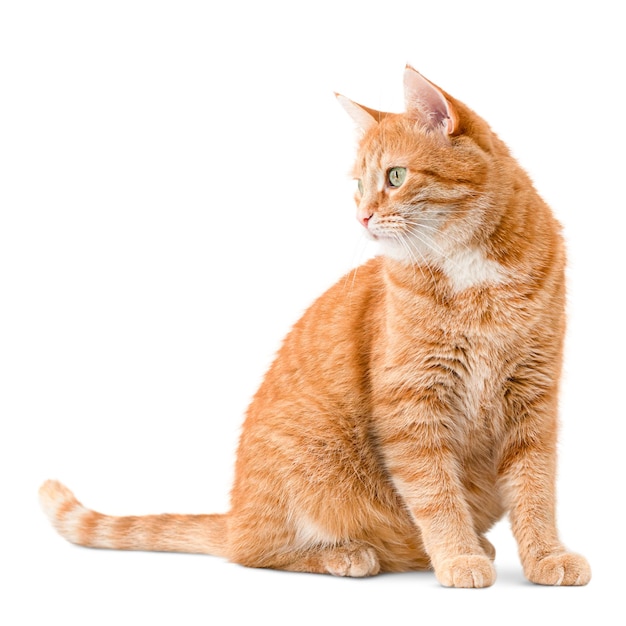 ginger cat sits and looks away on a white isolated background