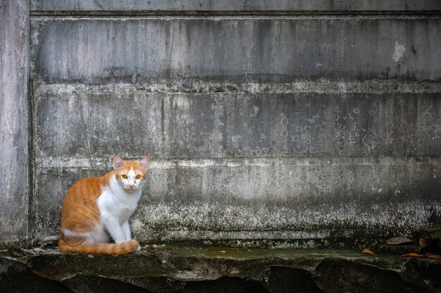 Ginger cat sits on a wall,  Looking in camera.