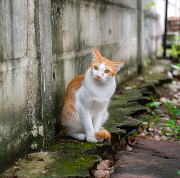 Ginger cat sits on a wall,  Looking in camera.