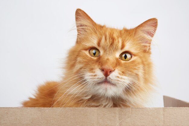 Ginger cat sitting in a brown cardboard box on a white 