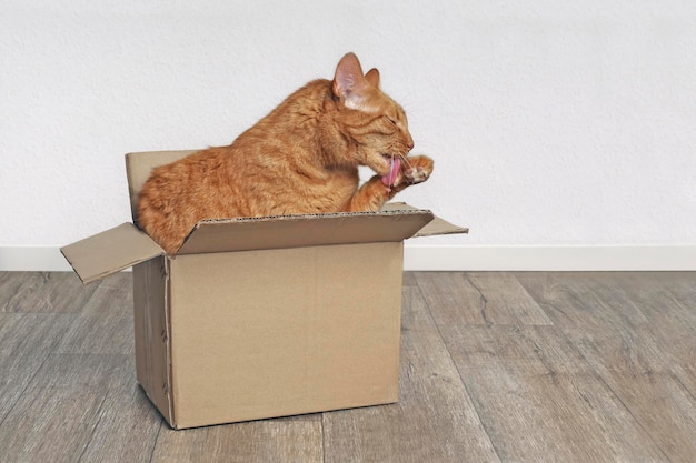 Photo ginger cat sitting in a cardboard box and washing itself