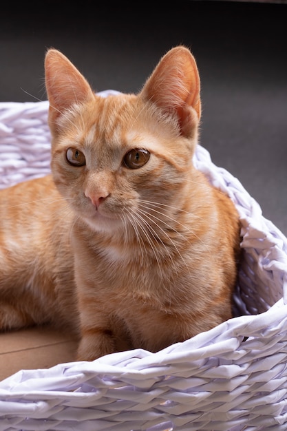 A ginger cat sitting in cozy basket