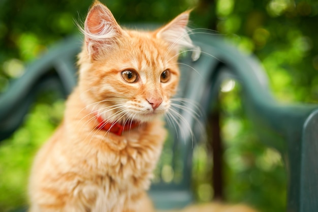 Ginger cat sitting on a green grass nature background