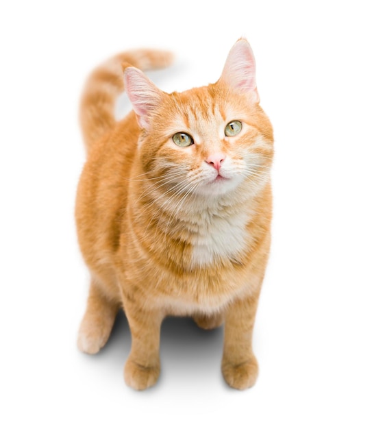 Ginger cat sitting on an isolated white background. view from above