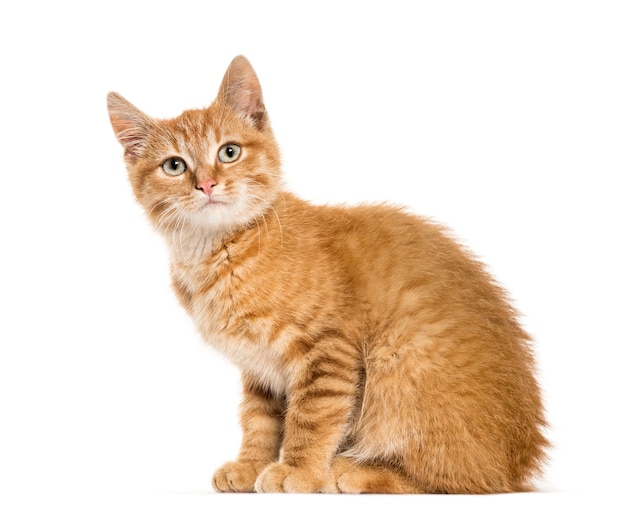 Ginger cat sitting, isolated on white