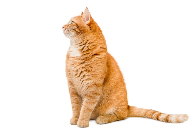 ginger cat sitting and looking away on a white isolated background