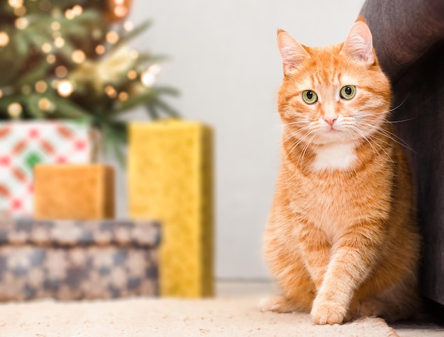 Ginger cat sitting near the Christmas tree