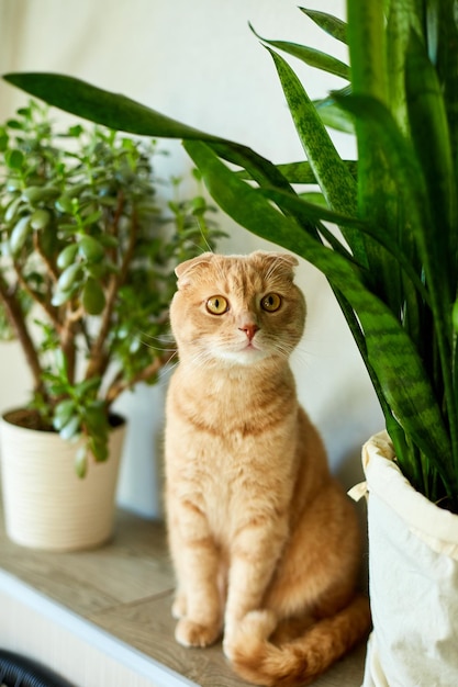 緑の鉢植えの家の近くに座っている生姜猫は家で鉢を植えます屋内植物を育てる美しい動物はpetsxAが大好きです