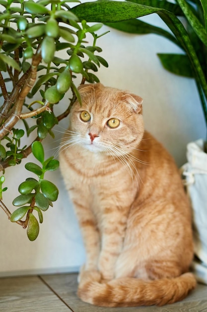 Ginger cat sitting near a green potted house plants pots at home