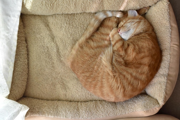 Ginger cat sleeping on a cat bed at home