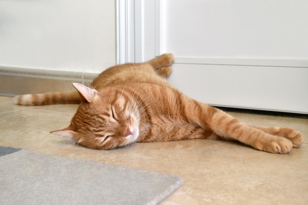 Gatto zenzero che dorme sul pavimento nel soggiorno di casa.