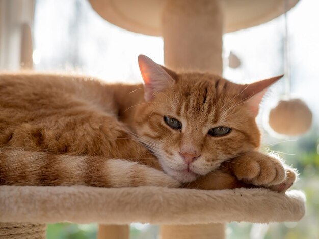 写真 棚の上で眠っている赤い猫