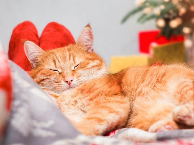 Ginger cat sleeps at the feet on the background of the Christmas tree