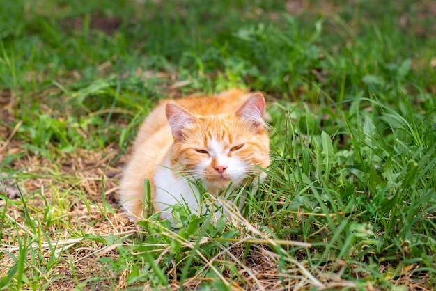 Ginger cat squinted in the green grass on a summer day