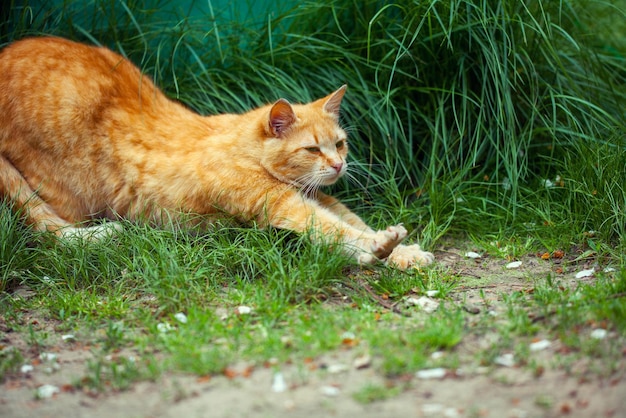 Ginger cat stretches on grass