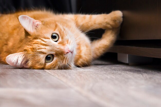 Ginger cat stretching lying on the floor