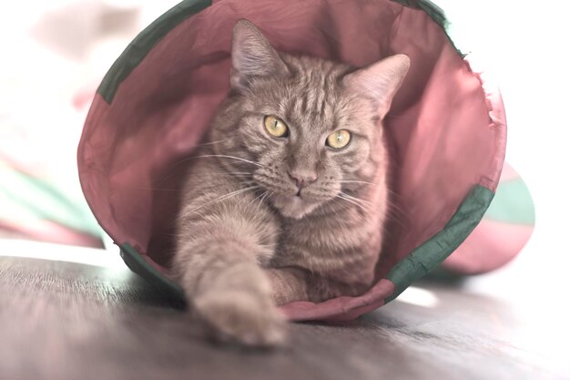 터널 튜브 에 있는 진저 고양이 가 카메라 에 호기심 을 불러일으키고 있다