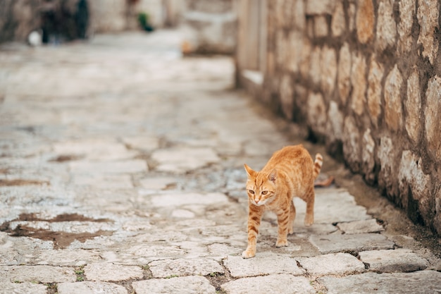 A ginger cat walking down a stone road