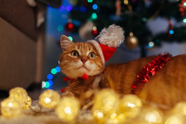 Ginger cat wears Santa's hat under Christmas tree playing with lights