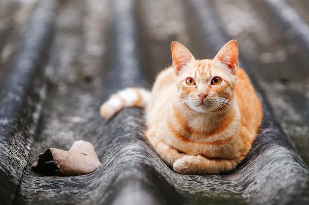 屋根の上に横たわっている琥珀色の目を持つ生姜猫