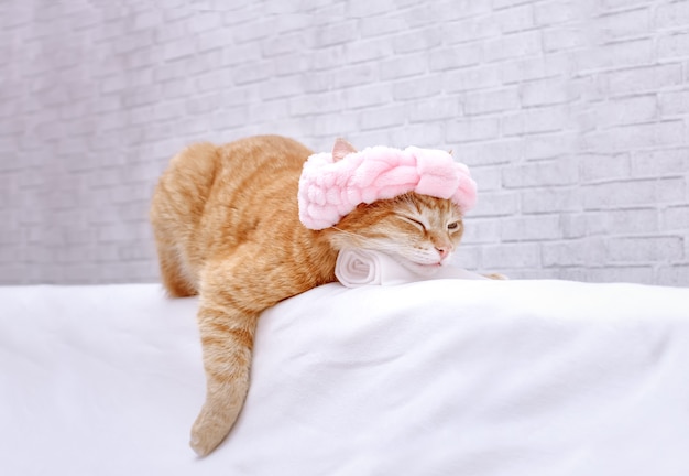 a ginger cat with a bandage on his head is sleeping, 