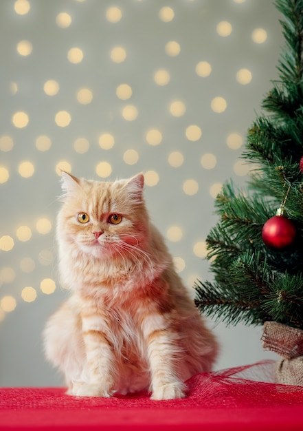 Ginger cat with Christmas tree