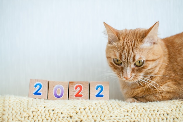 ginger cat with cubes with numbers 2022.