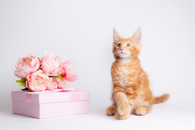 Ginger cat in with a gift and flowers isolated on a white background