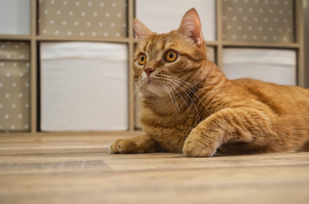 Photo ginger cat with yellow eyes cute funny red tabby cat at home adorable young pet high quality photo