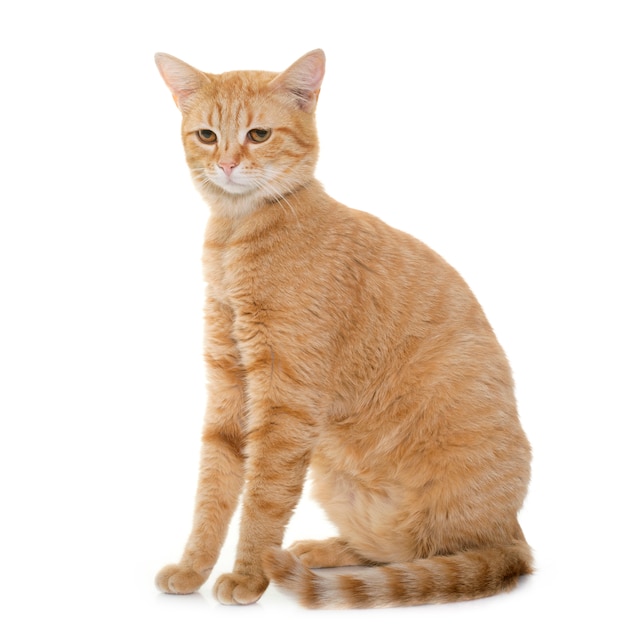 Photo ginger cat