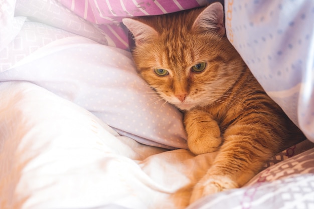 Ginger catjaren op het bed in een deken.