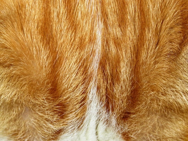 Ginger cats fur background