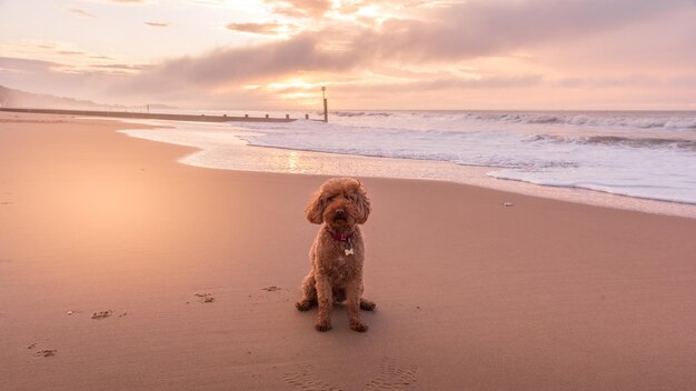 Photo ginger cockapoo dog sitting on the beach at sunrise