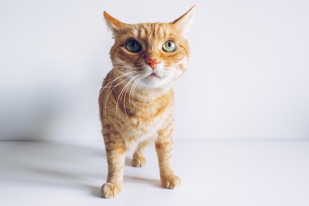 Ginger cute cat looking curiously on white background Copyspace for your text Adorable home pet stock photography